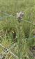 Cirsium brachycephalum - ÚEV Horešské lúky