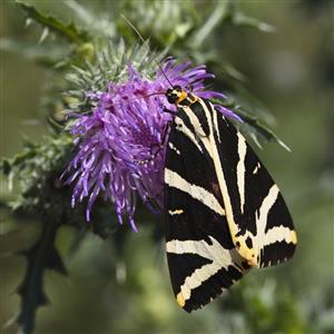 Euplagia quadripunctaria