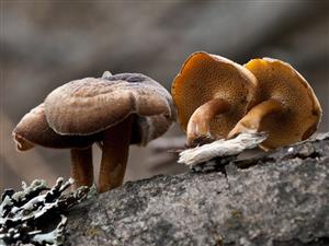 Polyporus brumalis