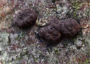 Hypoxylon fuscum