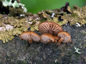 Phaeomarasmius erinaceus