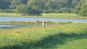 vVolavka popolavá, Košarovské rybníky, 5.8.2015