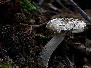 Amanita friabilis