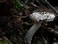 Amanita friabilis