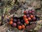 Nectria fuckeliana