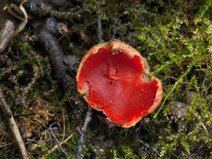 Sarcoscypha coccinea