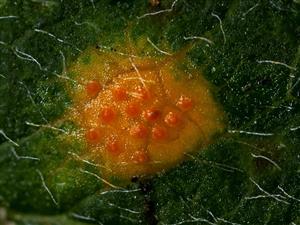Gymnosporangium cornutum