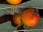 hrdzavka jarabinová