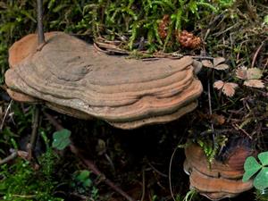 Ganoderma applanatum