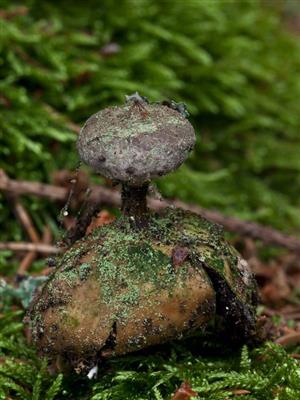 Geastrum pectinatum