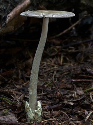 Amanita battarae