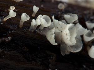 Calyptella capula