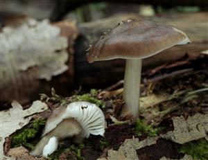 Pluteus cervinus