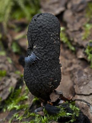 Xylaria polymorpha