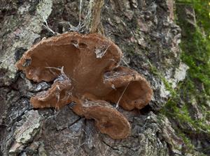 Phellinus conchatus