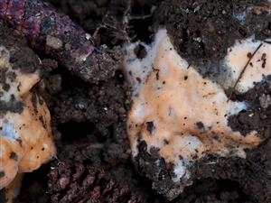 Erythricium laetum