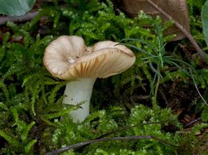 Russula nauseosa