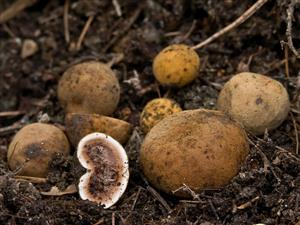 Elaphomyces granulatus