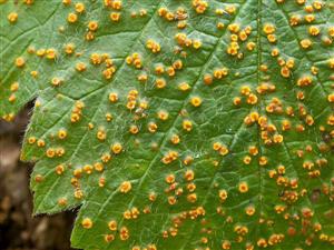 Phragmidium rubi-idaei