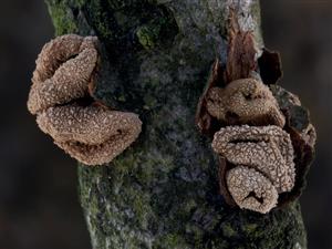 Encoelia furfuracea