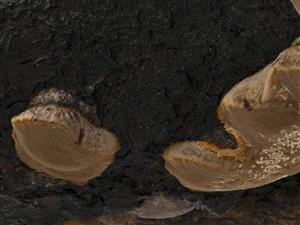 Phellinus pomaceus