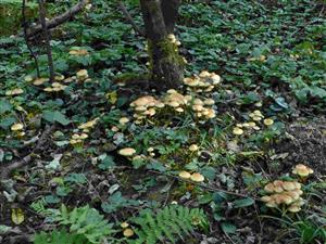 Hypholoma fasciculare