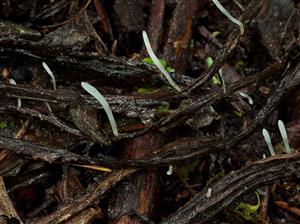 Typhula uncialis
