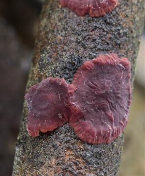 Cytidia salicina