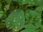 Puccinia coronata