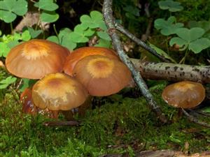 Kuehneromyces mutabilis