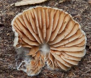 Crepidotus cesatii