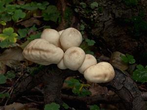 Lycoperdon pyriforme