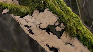Stereum rugosum