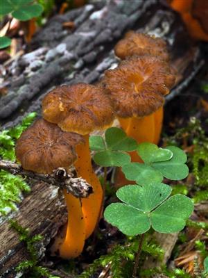 Cantharellus lutescens