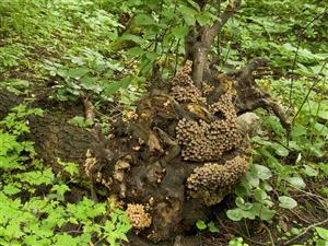 Coprinellus disseminatus