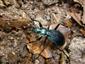 Carabus (Chaetocarabus) intricatus intricatus Linnaeus, 1761