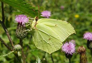 ÚEV L. Jelšina Gonepteryx rhamni (Linnaeus, 1758) žltáčik rešetliakový  M 003