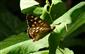 ÚEV L. Jelšina Pararge aegeria (Linnaeus, 1758) očkáň pýrový 0010