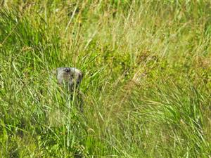 Marmota marmota