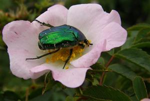 ÚEV D.Lazy Cetonia aurata 004