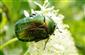 ÚEV D.Lazy Cetonia aurata 002