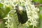 ÚEV D.Lazy Cetonia aurata 003