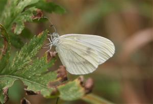 ÚEV D. LazyLeptidea sinapis (Linnaeus, 1758)  mlynárik hrachorový 002
