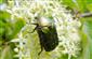 ÚEV D.Lazy Cetonia aurata 005