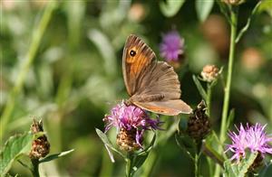 ÚEV D.Lazy Maniola jurtina (Linnaeus, 1758) očkáň lúčny 001