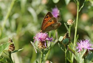 ÚEV D.Lazy Maniola jurtina (Linnaeus, 1758) očkáň lúčny 003