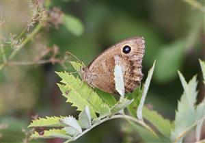 ÚEV D.Lazy Minois dryas (Scopoli, 1763) očkáň ovsíkový 001