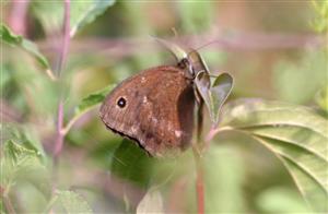 ÚEV D.Lazy Minois dryas (Scopoli, 1763) očkáň ovsíkový 002