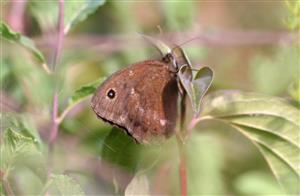 ÚEV D.Lazy Minois dryas (Scopoli, 1763) očkáň ovsíkový 002