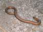 Anguis fragilis